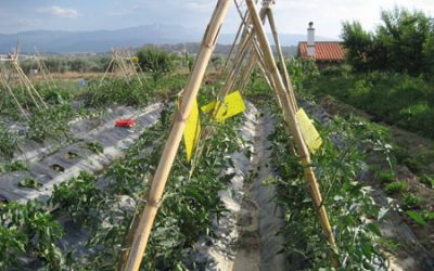 Más de 80 participantes asistieron a la presentación del primer   Plan Estratégico de Producción Ecológica de la Comarca